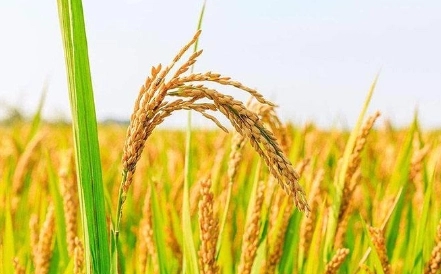 1669112078869864.jpg 1669112078869864.jpg