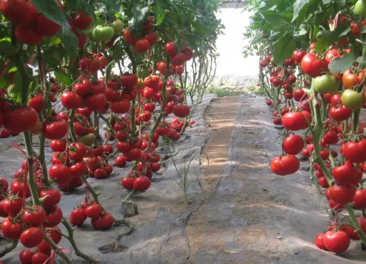 1669112986897776.jpg 1669112986897776.jpg